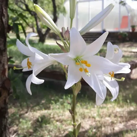 Despertar En ריגלוס