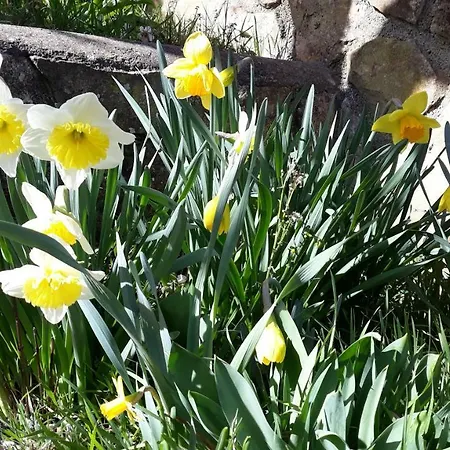 Despertar En * ריגלוס