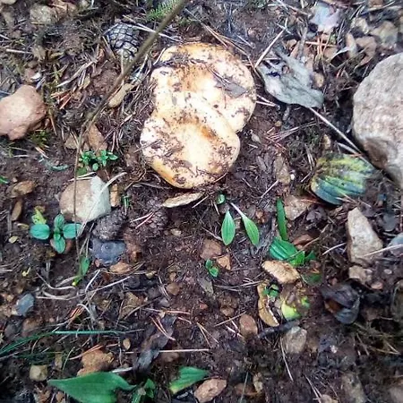 アパート Despertar En *