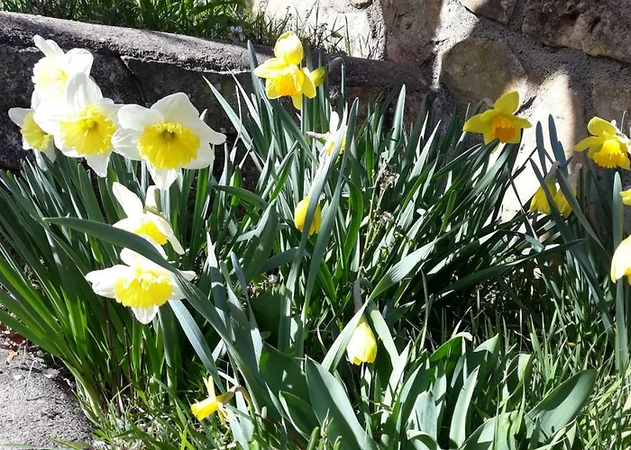 Despertar En * ריגלוס