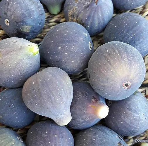 דירה Despertar En ריגלוס